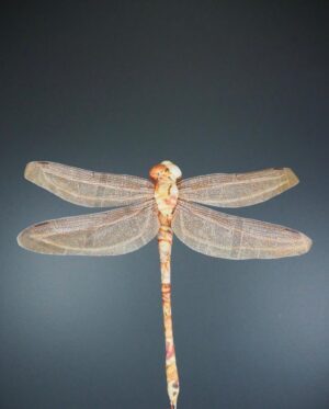 Dragonfly pink yellow 30