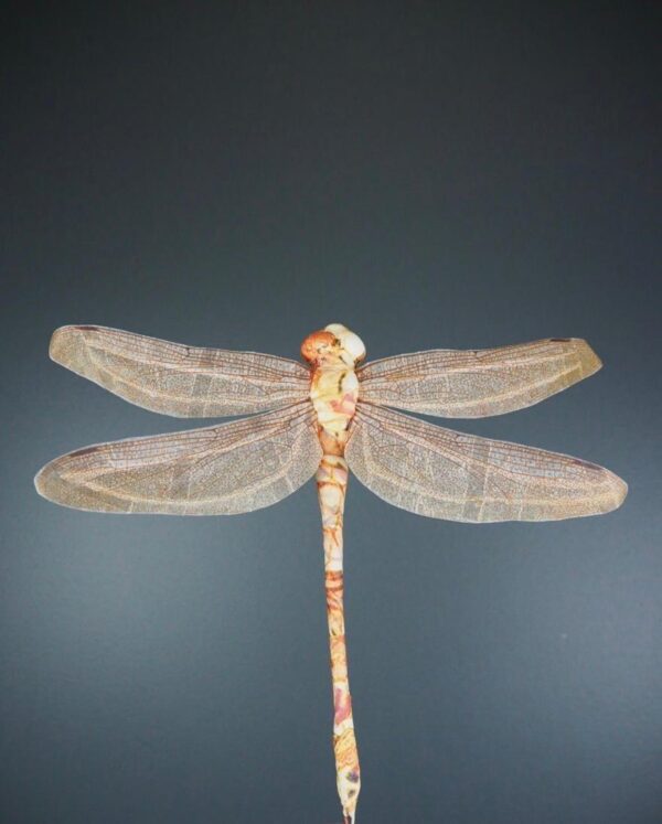 Dragonfly pink yellow 30
