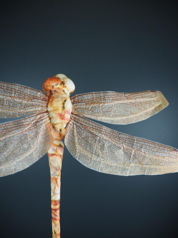 Dragonfly pink yellow 30 - Image 2