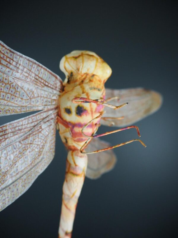 Dragonfly pink yellow 30 - Image 3