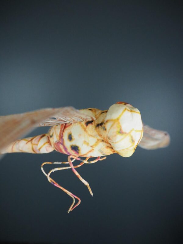 Dragonfly pink yellow 30 - Image 4
