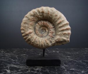 Shell on Stand Sml OC
