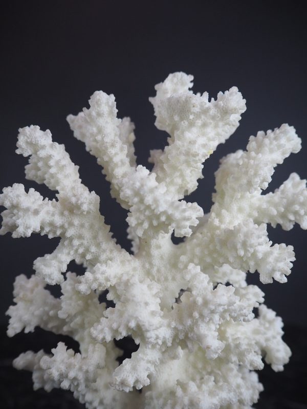 Coral Table Piece - Image 2