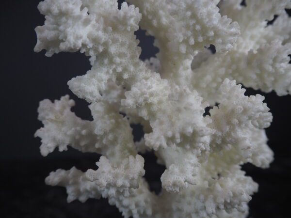 Coral Table Piece - Image 3