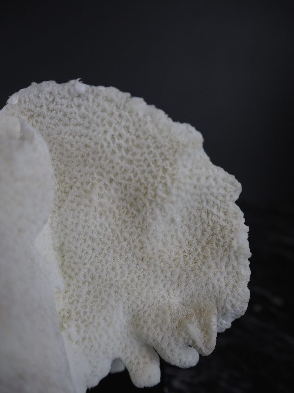 Coral Table Piece - Image 2