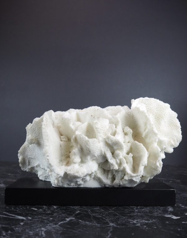 Coral Table Piece