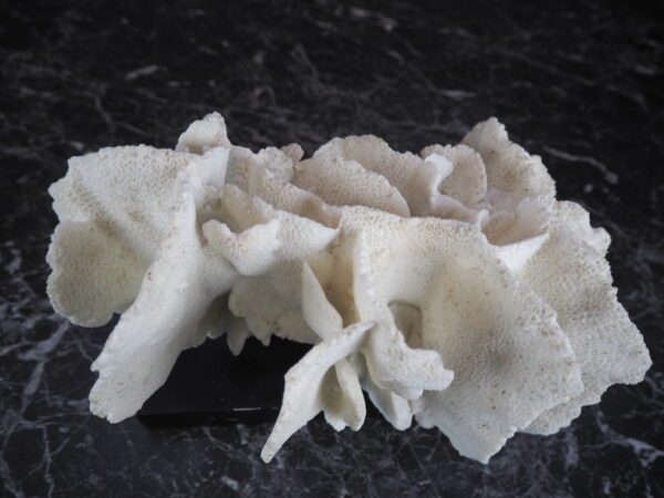 Coral Table Piece - Image 3