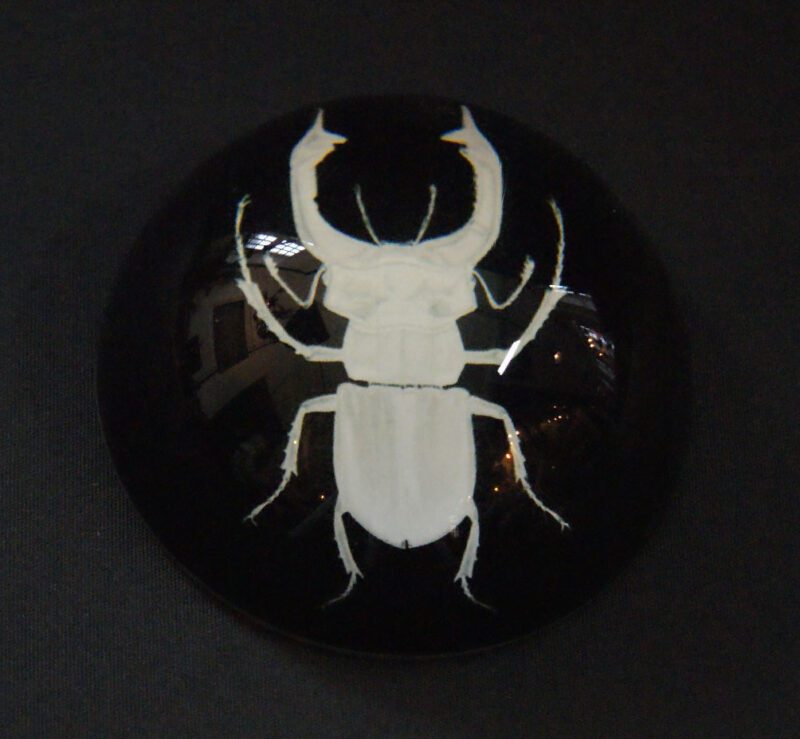 Beetle Pweight