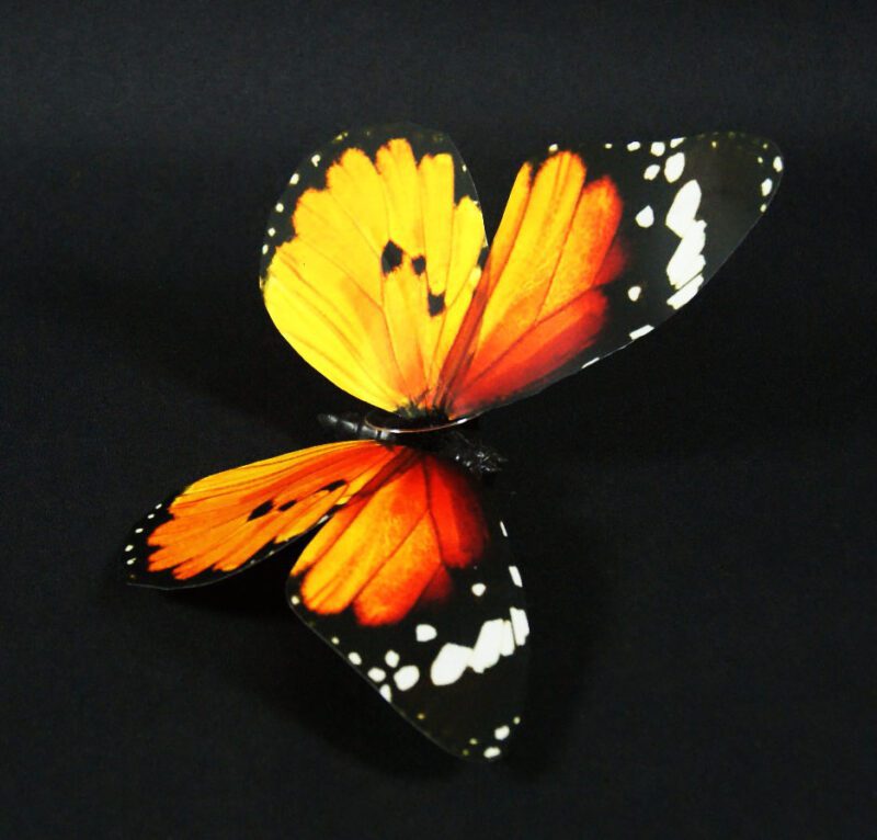 Butterfly orange 20 cm