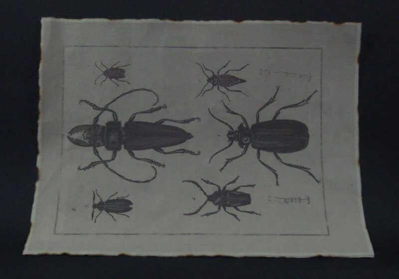 Fabric w/ Insect