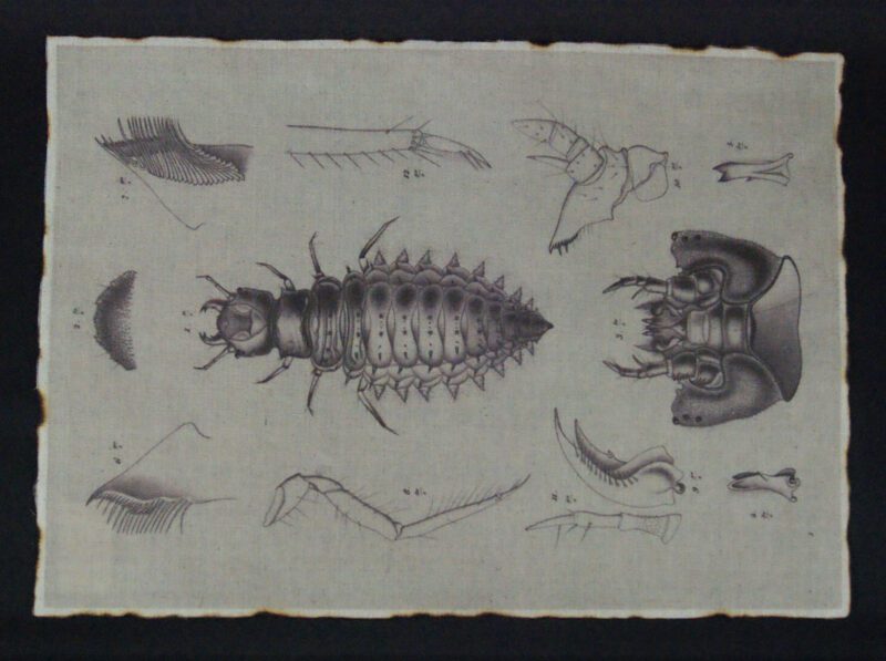 Fabric w/ Insects