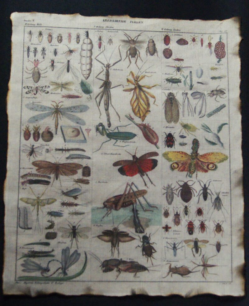 Insect Pic