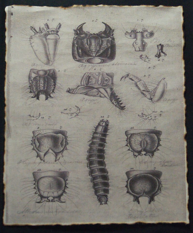 Fabric w/ Insects