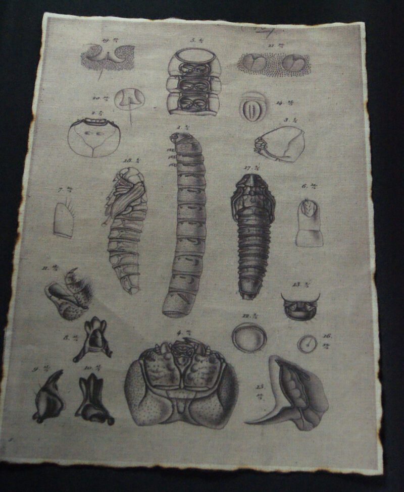 Fabric w/ Insects