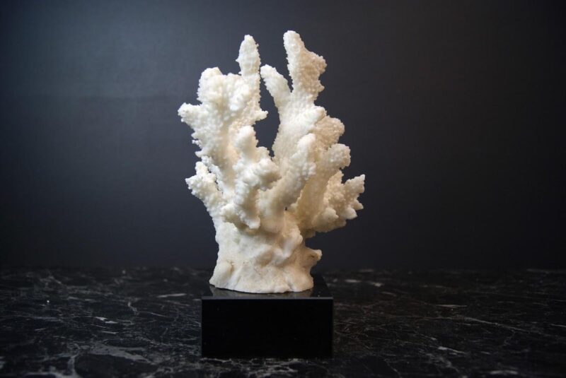 Coral table piece