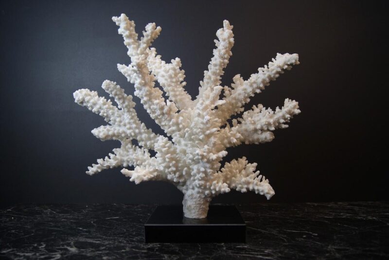 Coral table piece
