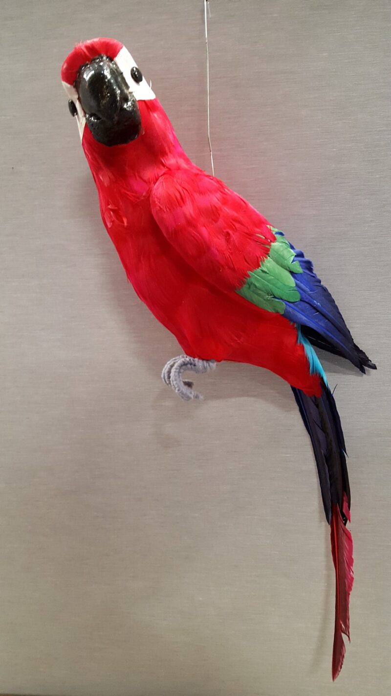 Red Parrot L