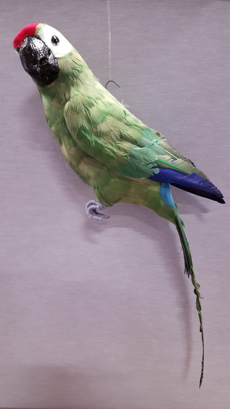 Green Parrot L