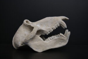 CHACMA BABOON SKULL RS