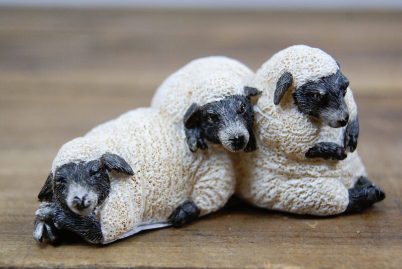 Sheep