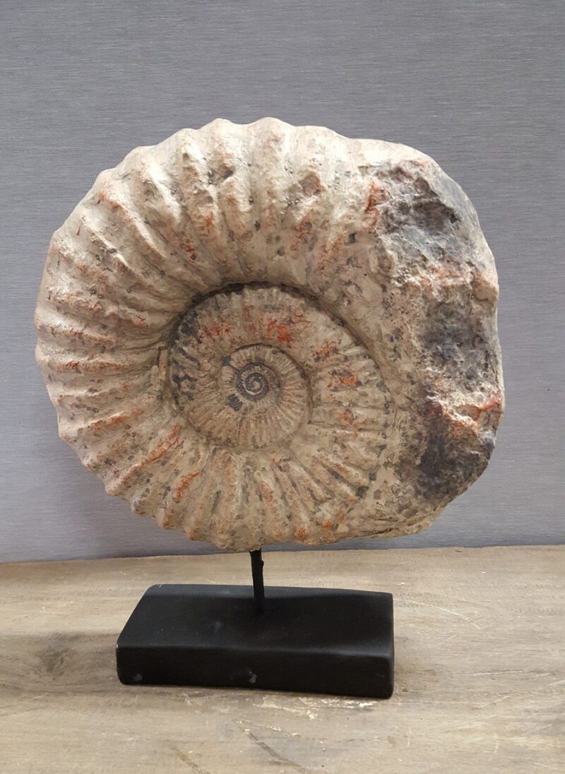 Shell on Stand Sml OC