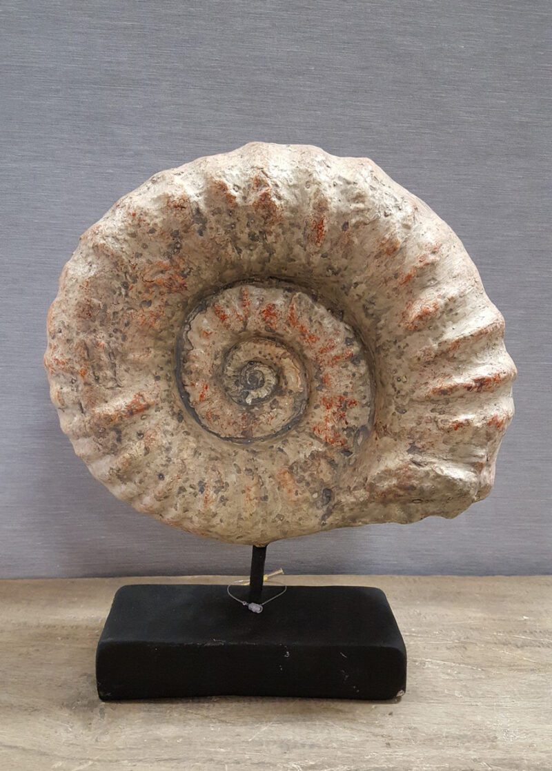 Shell on Stand Big OC