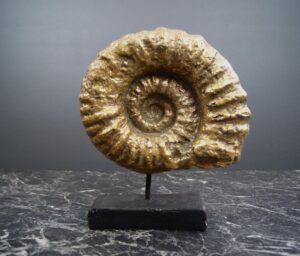 Shell On Stand Small GLA