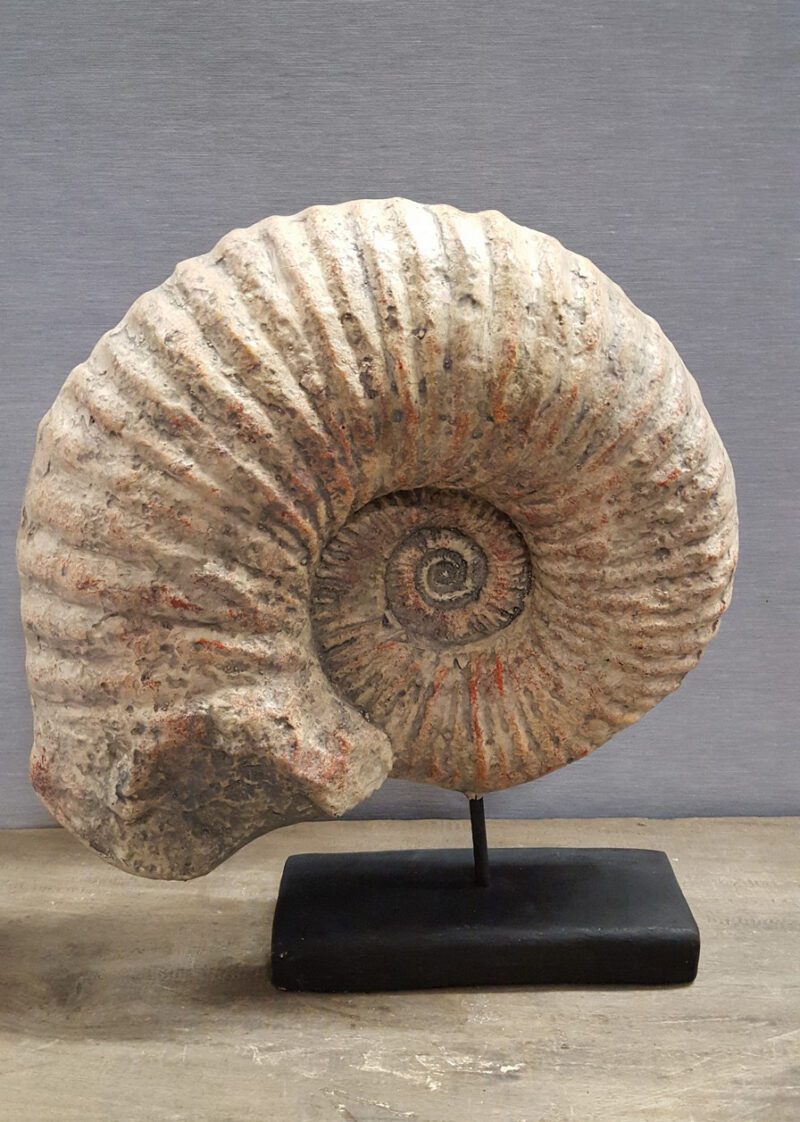 Shell on Stand Medium OC