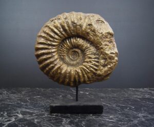 Shell on Stand Medium GLA
