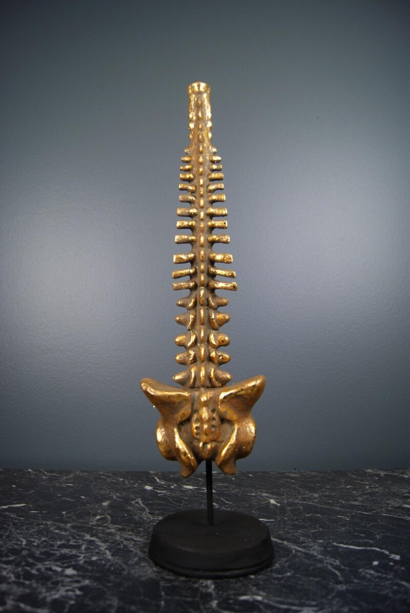 SPINE ON BASE GLA