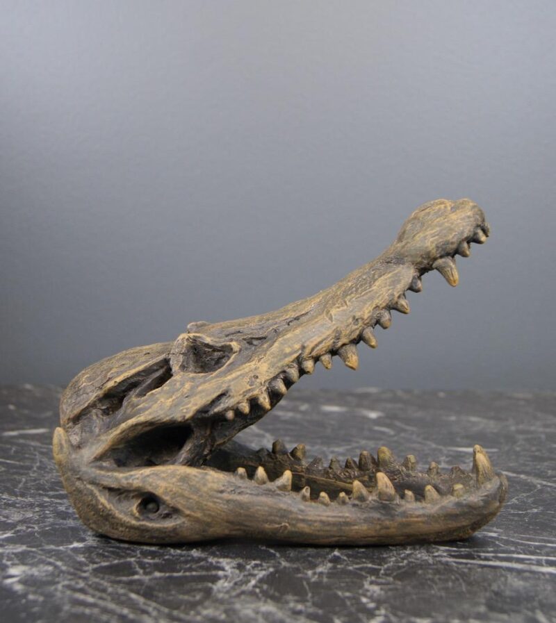 ALLIGATOR HEAD