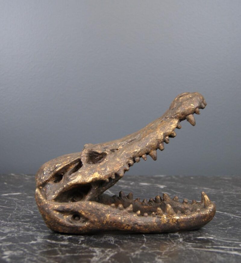 ALLIGATOR HEAD BRASS