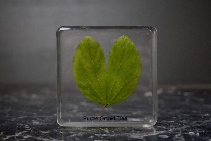 Purple Orchid Leaf