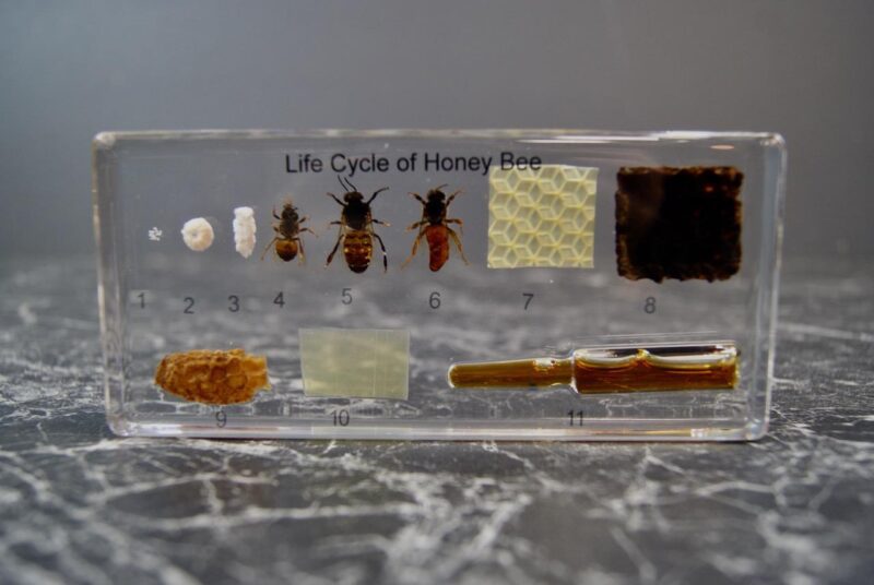 Honey Bee Life Cycle
