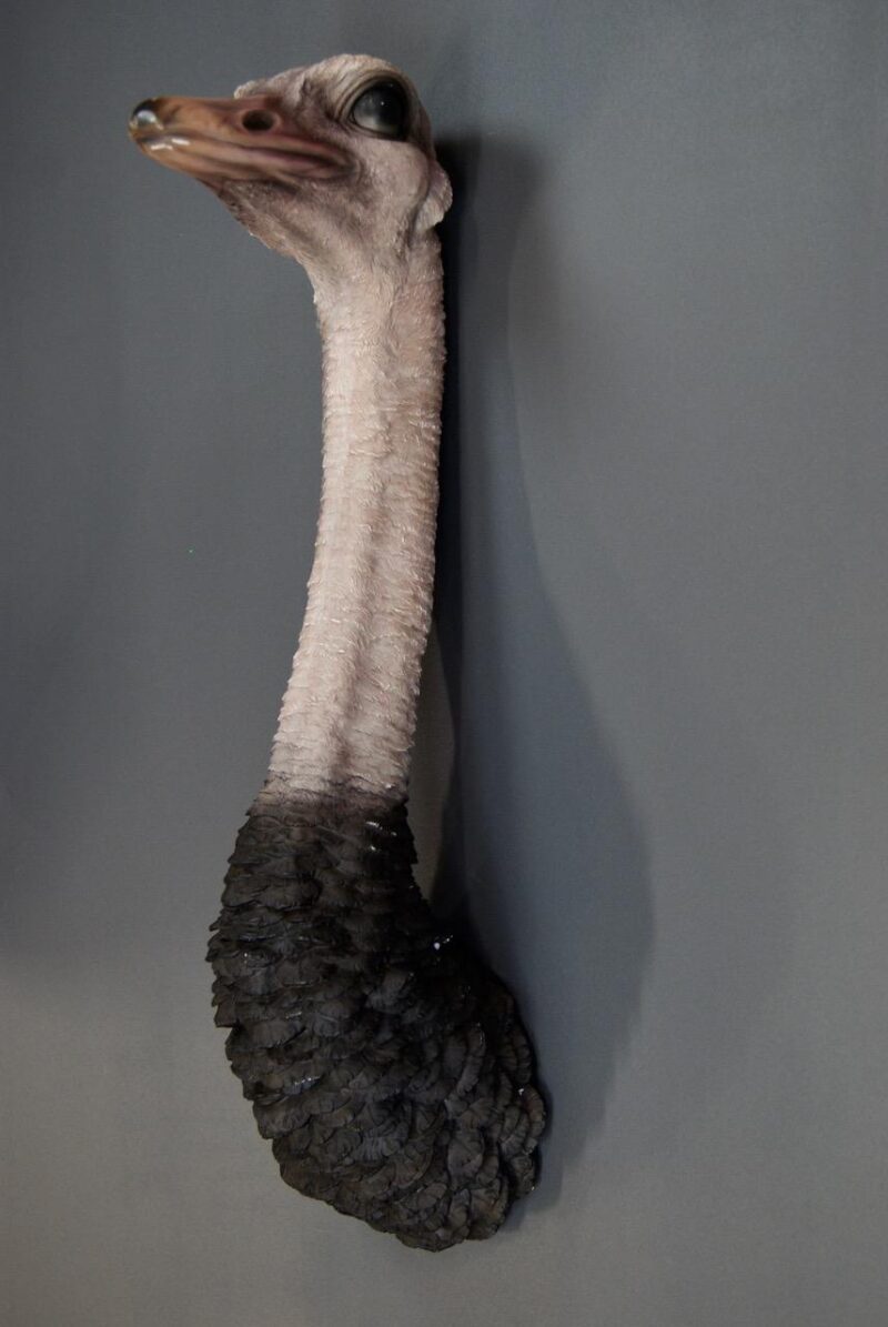 Ostrich Head