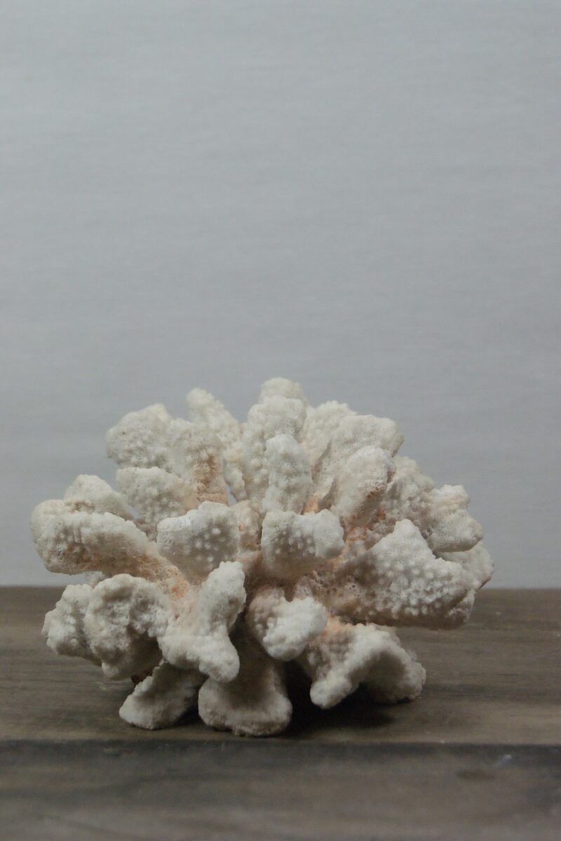 Coral