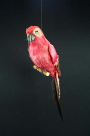 Parrot