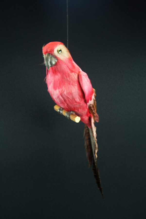 Parrot