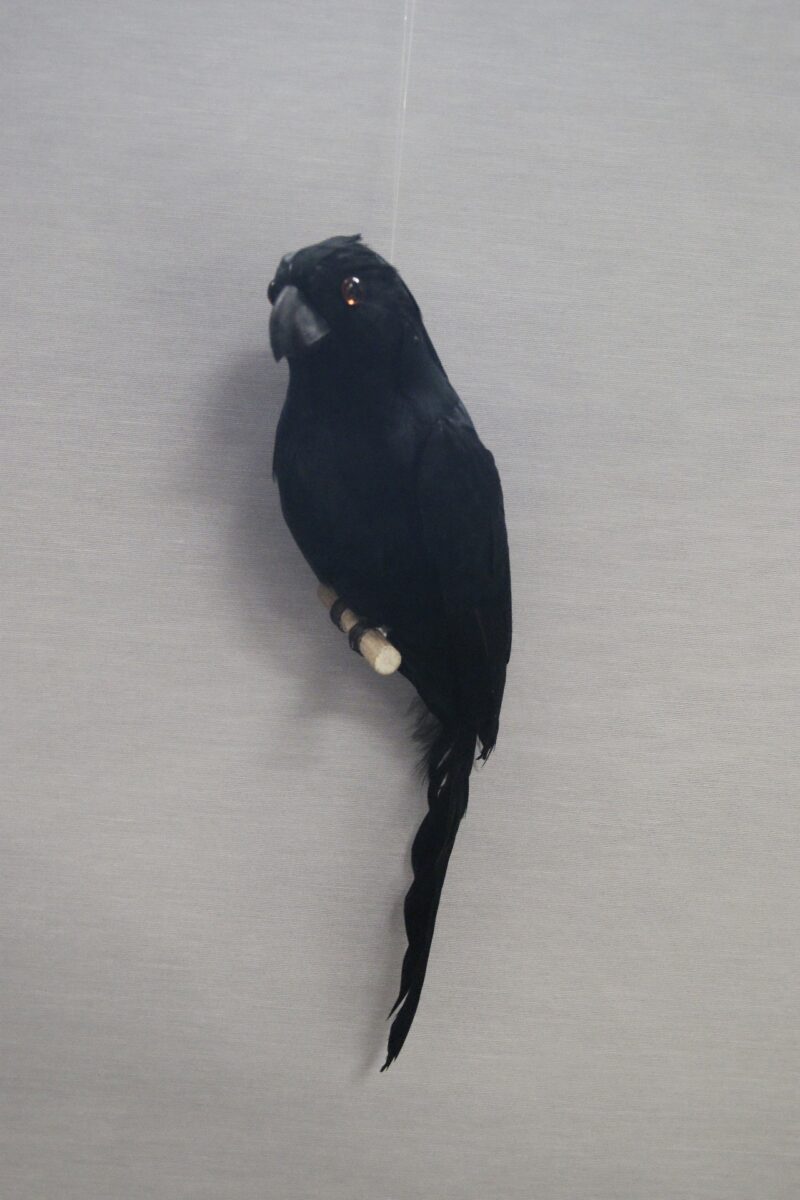 Parrot black small