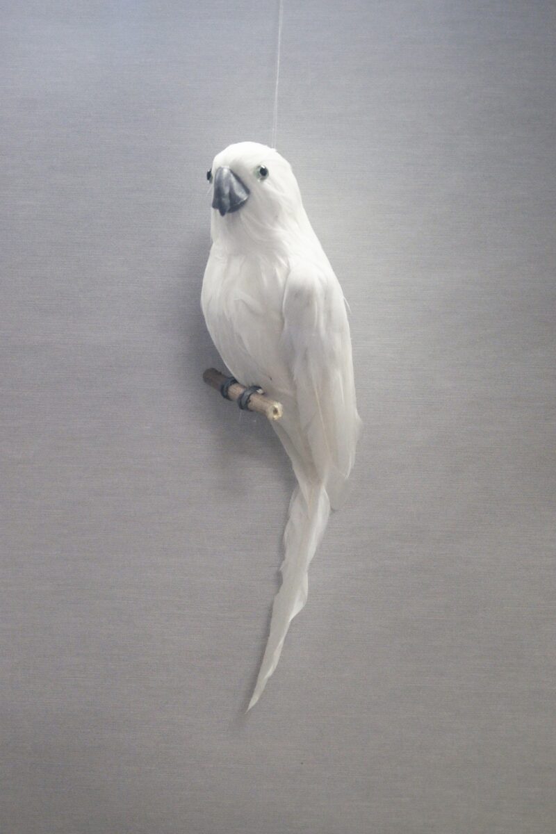 Parrot white small