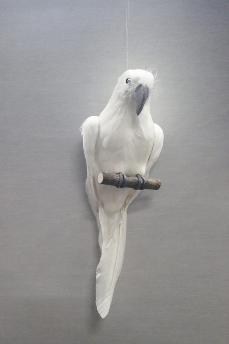 Parrot white medium
