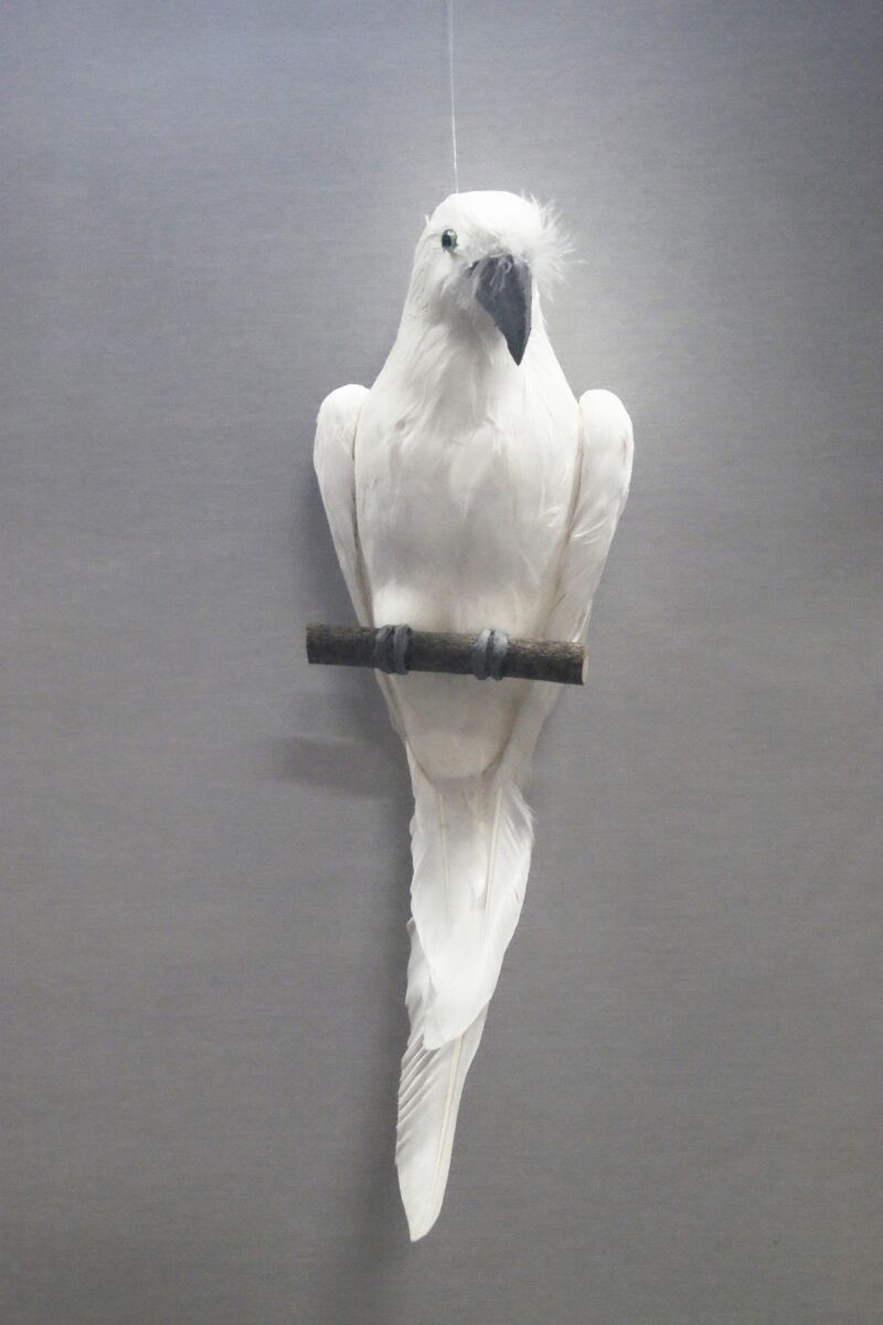 Parrot white large
