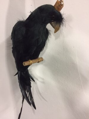 Parrot Black w Crown L