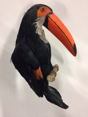 Tucan L