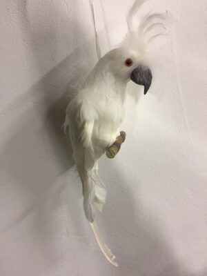 Cacadua White Med