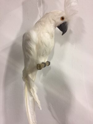 Cacadua White L