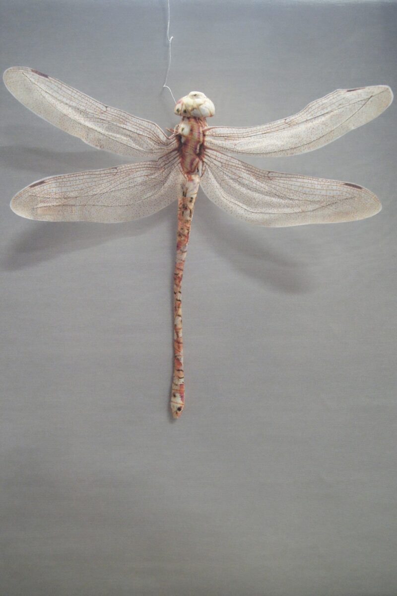 Dragonfly pink yellow 50