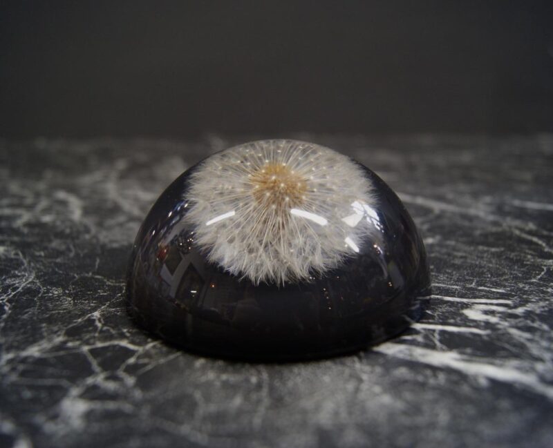 Half round - dandelion Black Base