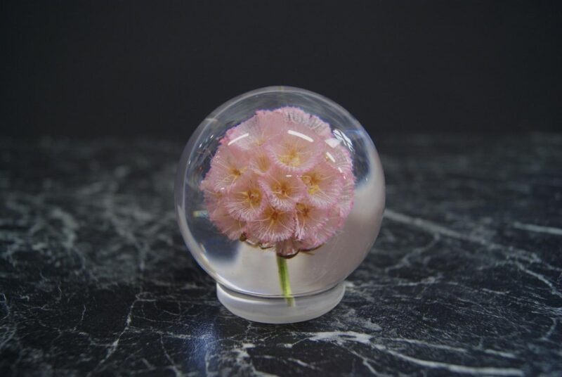 Light Bulb Small - Pristimera  Cambodiana Pink