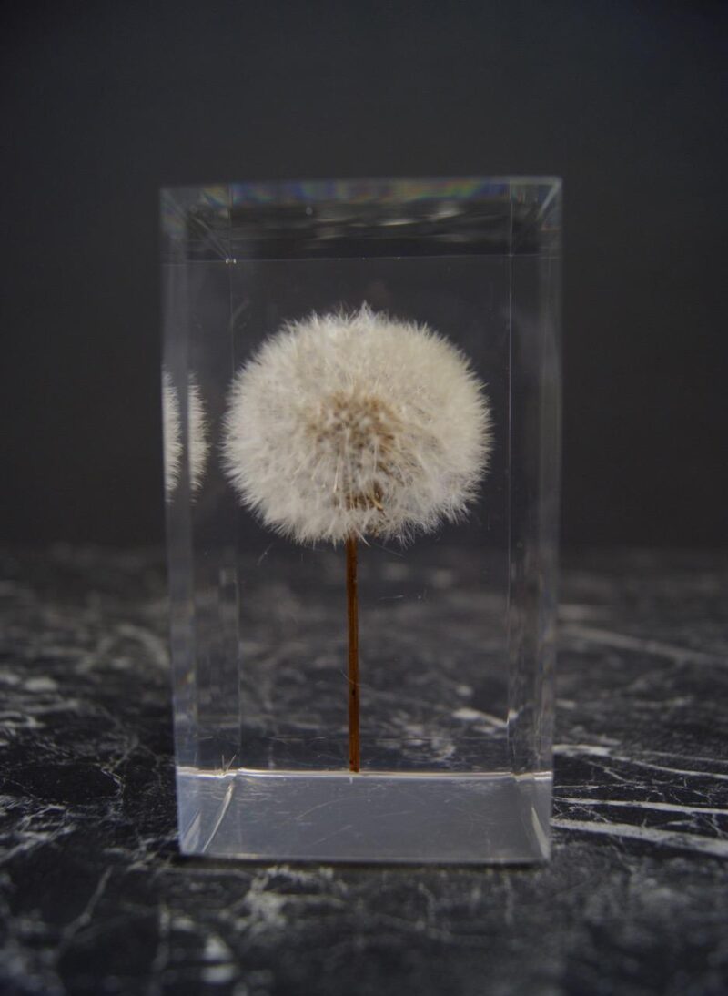 Dandelion